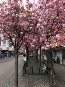 Online Marketing Frühling Dormagen